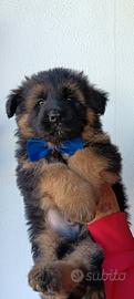 Super cuccioli Pastore tedesco
