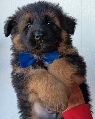 Super cuccioli Pastore tedesco