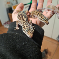 3 gechi leopardini, 1 baby e 2 sub adulti