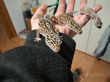 3 gechi leopardini, 1 baby e 2 sub adulti