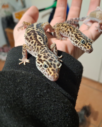 3 gechi leopardini, 1 baby e 2 sub adulti