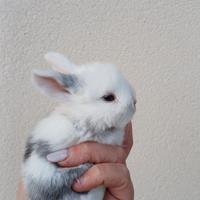 Coniglio minilop