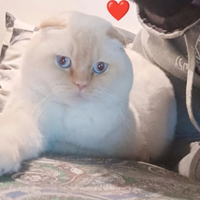 Monta scottish fold maschio