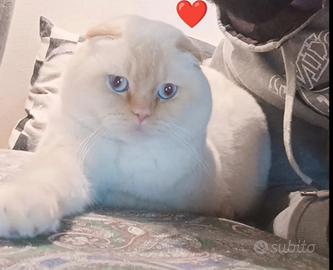 Monta scottish fold maschio