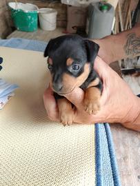 Cuccioli di pincer