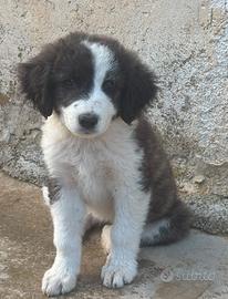 Cucciola in adozione