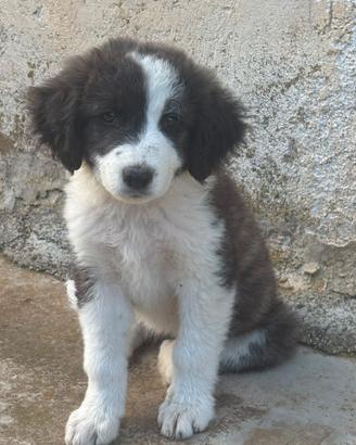 Cucciola in adozione