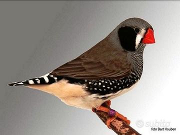 Bengalini guancia nera