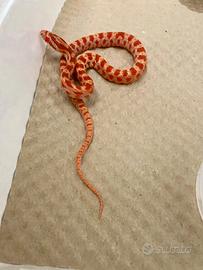 Serpente del grano baby amel het scaleless anery