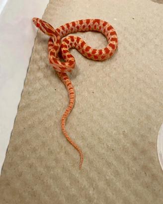Serpente del grano baby amel het scaleless anery