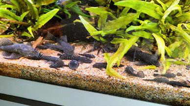 Pesci Ancistrus