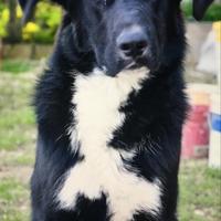 Tyson