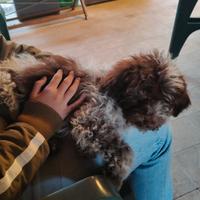 Cucciolo di Lagotto Romagnolo