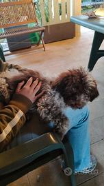 Cucciolo di Lagotto Romagnolo