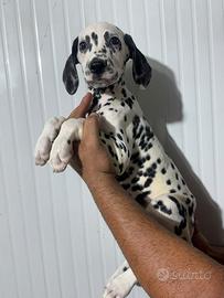 Dalmata cucciolo
