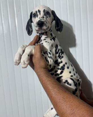 Dalmata cucciolo