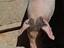 Immagine 4