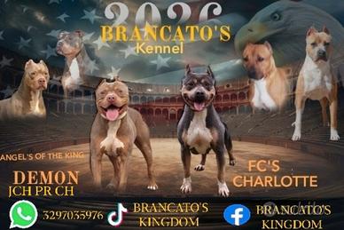 Pitbull