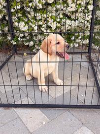 Labrador pedigree