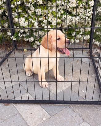 Labrador pedigree