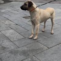 Kangal Monta