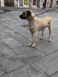 Kangal Monta