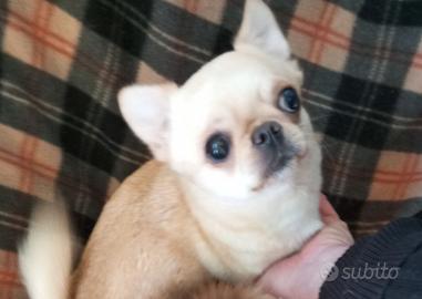 Chihuahua femmina