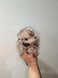 Maschio Pomerania pedigree ENCI