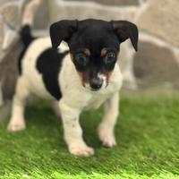 Jack russell