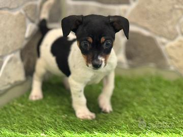 Jack russell