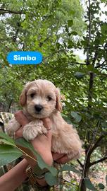 Maltipoo