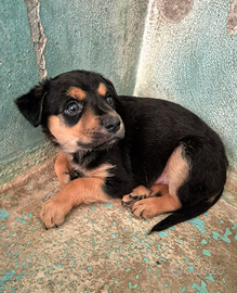 Cucciolino di taglia media in adozione