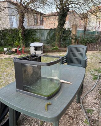 acquario