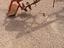 Immagine 13