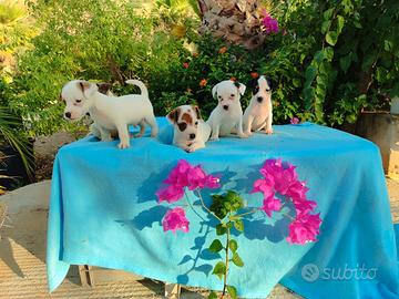 Jack russell nano