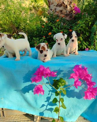 Jack russell nano