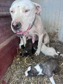 Dogo argentino e pastore del Caucaso