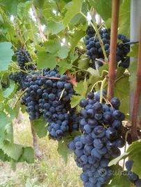 40 quintali di uva aglianico di  taurasi da vino 