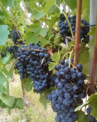 40 quintali di uva aglianico di  taurasi da vino 