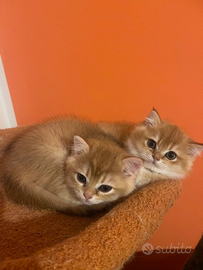 British golden ny12 cincillà