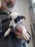 jack-russer-terrier