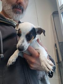 Jack russer terrier