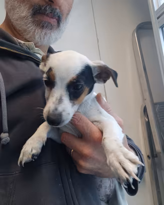 Jack russer terrier