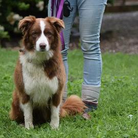 Femmina adulta Border Collie