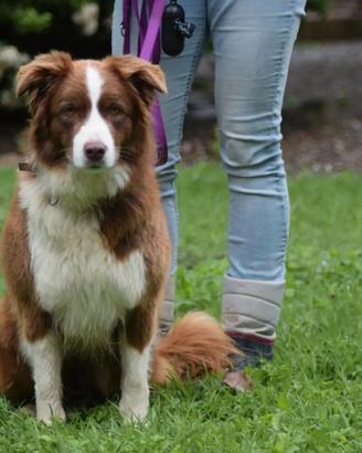 Femmina adulta Border Collie