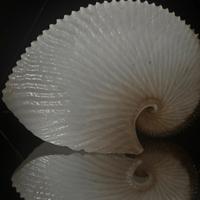 Conchiglia Argonauta
