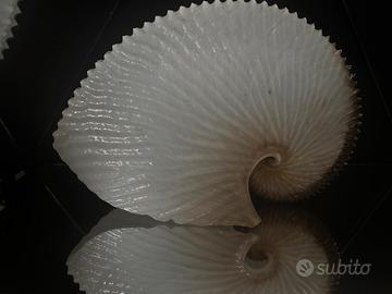 Conchiglia Argonauta