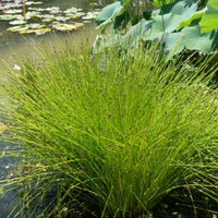 Eleocharis obtusa Pianta per laghetto