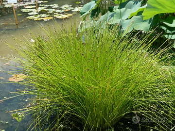 Eleocharis obtusa Pianta per laghetto