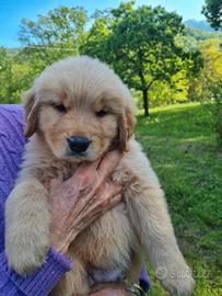Golden Retriever Americani